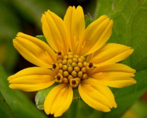 巴東帚菊 巴東帚菊