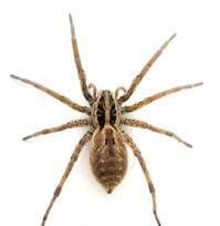 片層龐蛛 片層龐蛛