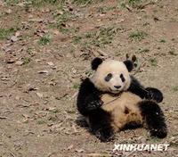 世博熊貓 世博熊貓