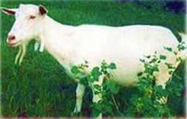 海門山羊 海門山羊