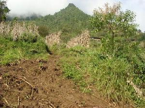 打散村自然資源-耕地