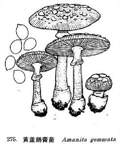 黃蓋鵝膏菌 黃蓋鵝膏菌