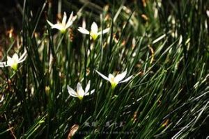 高山對葉蘭 高山對葉蘭