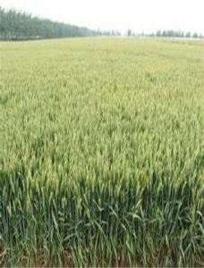 周麥二二號 周麥二二號