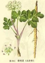 輪生葉越桔 輪生葉越桔