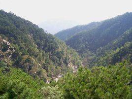 山東省藥鄉林場 山東省藥鄉林場