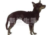 墨西哥無毛玩賞犬