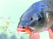 棗[棗莊市的簡稱]