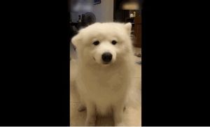 抖音貓狗定律 抖音貓狗定律