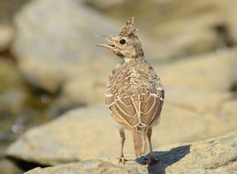 鳳頭百靈尼羅三角洲亞種 鳳頭百靈尼羅三角洲亞種
