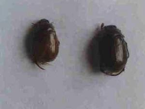 柳樹銅綠麗金龜