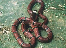 印度珊瑚蛇 印度珊瑚蛇