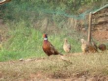 生態農場的實例