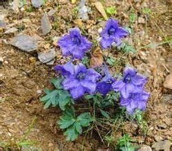 腺毛翠雀 腺毛翠雀