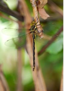 瑪佩圍蜓 瑪佩圍蜓