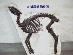 始爪獸科 始爪獸科