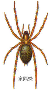 家隅蛛