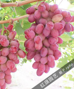 淑女紅葡萄 淑女紅葡萄