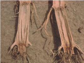 禾穀鐮刀菌病 禾穀鐮刀菌病