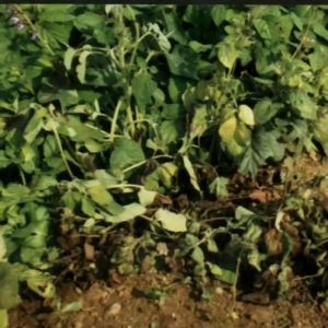 丹參根腐病 丹參根腐病