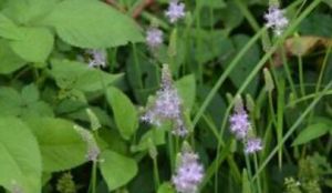 大果綿果芹 大果綿果芹