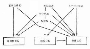 飢餓性酮症 飢餓性酮症