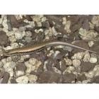 西域滑蜥 西域滑蜥