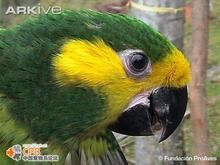 黃耳鸚哥 黃耳鸚哥