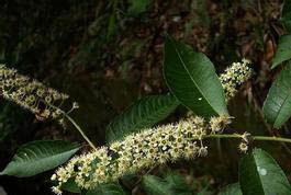 絹毛稠李 絹毛稠李