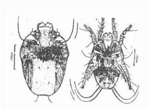 戶塵蟎背面正面