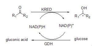 NAD(P)---NAD(P)H循環示意圖