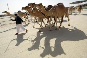 在阿拉伯聯合酋長國首都阿布達比附近的沙漠，一名男子牽著駱駝參加“扎法爾”駱駝節。