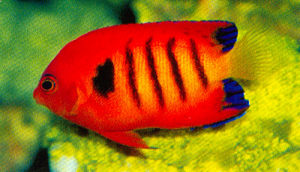 火焰神仙 火焰神仙