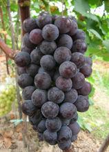黑葡萄