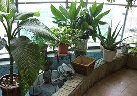 陽台植物 陽台植物