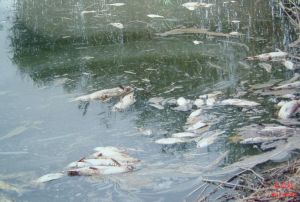 太湖因環境污染導致魚死了.吳立紅家鄉