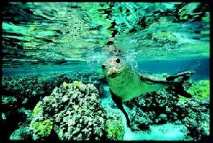 （圖）韋德爾氏海豹