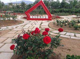 萊州月季園 萊州月季園