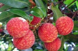 漳浦烏石荔枝 漳浦烏石荔枝