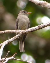 大綠霸鶲 大綠霸鶲