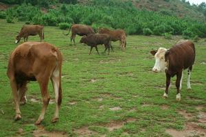 大瓦鍋村發展重點-肉牛養殖