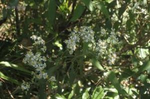 微糙三脈紫菀 微糙三脈紫菀