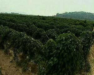 圖2 南城縣淮山種植基地