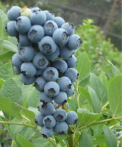 半高叢藍莓 半高叢藍莓