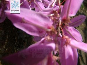 華東木藍的花枝