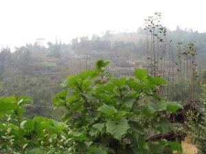 靛塘自然村 靛塘自然村