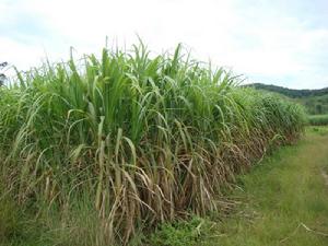 板崍自然村-旱地