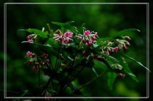 龍州秋海棠 龍州秋海棠