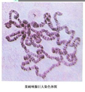 巨型染色體