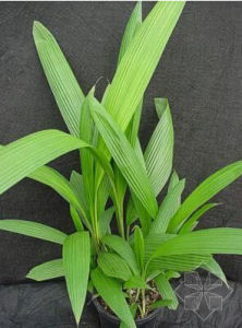 短葶仙茅 短葶仙茅